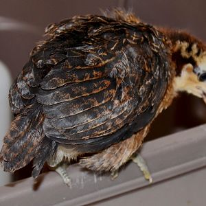 My EE girl aka Auna the Ameraucana....3.5 weeks old