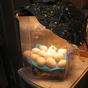 My turkey eggs. 2012 in my DYI incubator (aquarium)