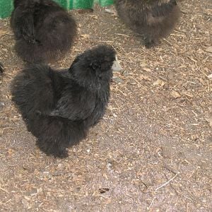 My black silkie pullet