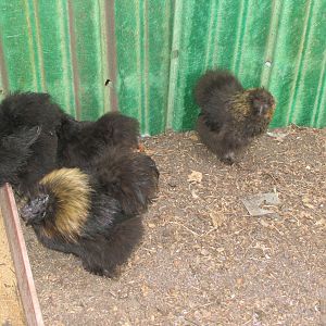 My 3 Silkie Hens and Rooster (foreground). Two black silkies are side by side w one slightly ahead of the other (in the feed dish) but there are two there.