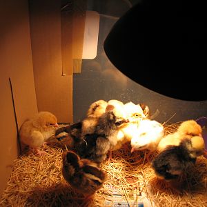 2012 chicks from Ideal Hatchery