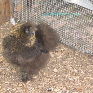 My silkie hen with her gold pencilled feathers. My foster granddaughter named her Goldilocks.