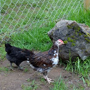 Susie the Speckled Sussex, Roo.