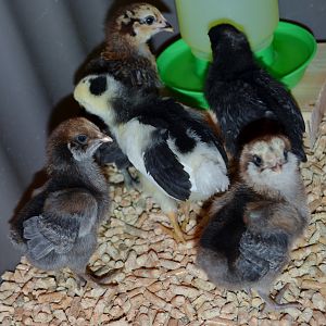 Little mixed, 3 EE's 1 mottled Java and 1 Cuckoo (bird) Marans.