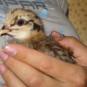 My baby Americauna Pip!