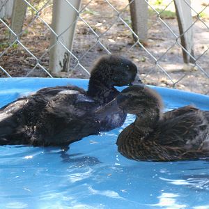 six week old ducklings