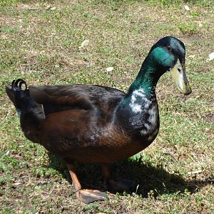 Daddy Duck