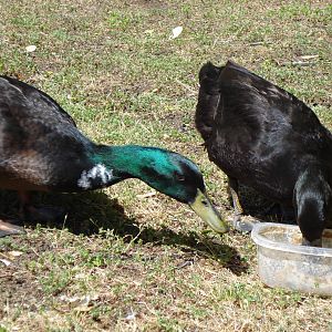 Mom and Dad duck