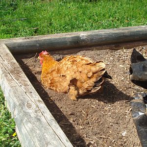Dirt bath