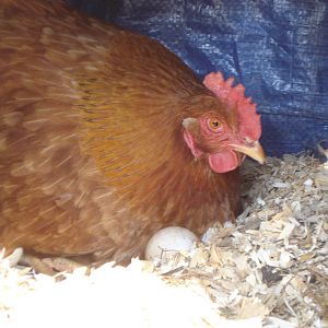 Sittin on Duck eggs