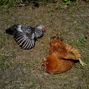 Sun worshiping