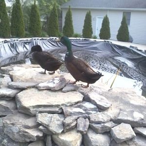 Bad birds!