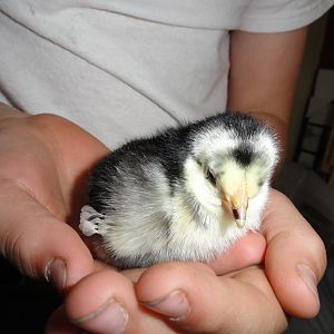 My chick, no name yet