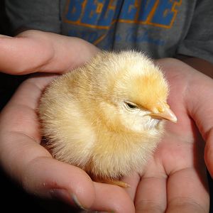 GeeGee (My son called it the Golden Goose)