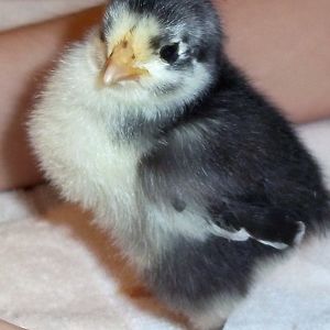 Velvet my Black Australorp