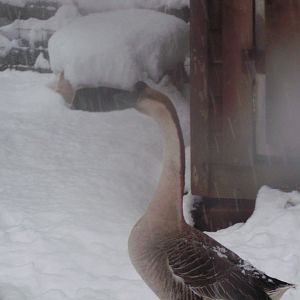 My goose that I save from slaughter. His name is Sammie and he is my baby. I love him so much!!!