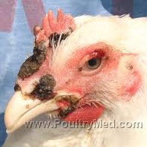 images?q=tbn:ANd9GcQVlCj6lsR9a0NdiiP8K4BkNKIh7YBiDfezPmBuFDNp0nZD-Nzghg