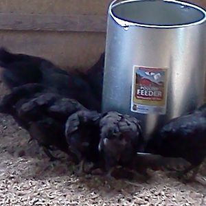 at 10 weeks old all 10 crowd around the front half of  the feeder ... completely ignoring the back half has feed too - still in huddle mentality...