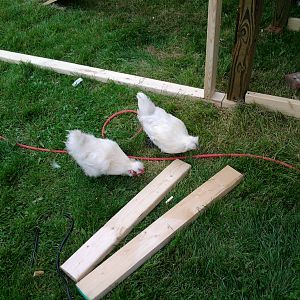 Our Silkies