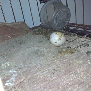 Our first egg