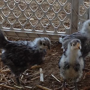 Baby Orps