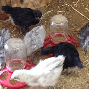 Baby Orps 1