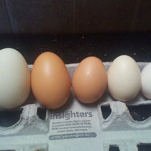 First egg is a duck egg the two brown are from the same hen on different days , the othere whits eggs are silkies