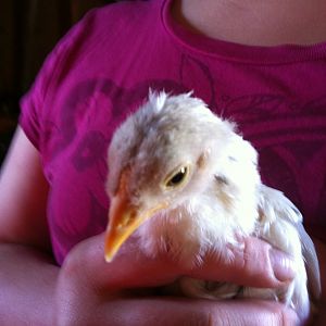 This is Egger at 3 about 3 weeks. She is a leghorn from what I understand.