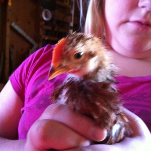 This is churps-a-Lot at about 3 weeks. It's a rhode island red and is the most loving of my chicks. I have a feeling it's a rooster though which if it is I will have no choice but to find him a new home. I just hope it's a girl and that just looks like a boy. Only time will tell.