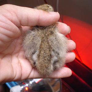 1 day old partridge silkie chick #1