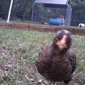 My favorite barred rock little hen (I think) very friendly and loves hang out with me I haven't named them yet ....think I got to :D