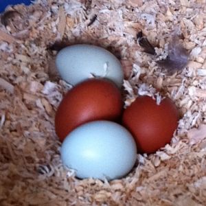4 eggs in one day!