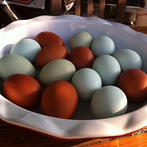 Almost a week's worth of eggs!