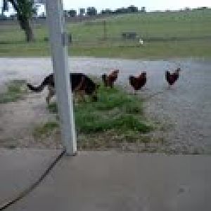 Inga likes to herd them, but she is racist and the reds can't mingle with the whites.