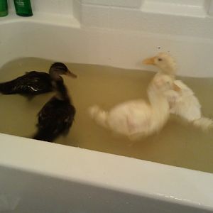 Duckies last bathtub bath 4-29-12