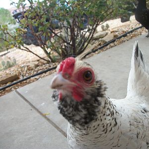 Hen