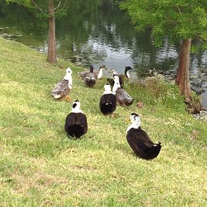 Ducks back at the pond!