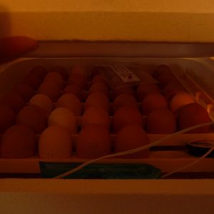 srted incubating 4-5&6-2012