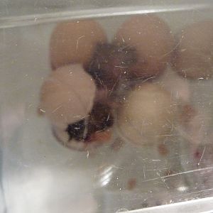 2nd one hatching in hatcher 4-25-2012