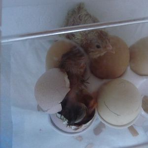 the first chick greeting the one hatching