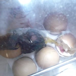 a little goey. from high humidity in hatcher