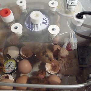 humidity up to 59 after a few have hatched temp 99 incubator