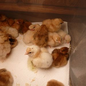 moved to brooder