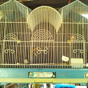 CAGE
Triple Roof Parakeet Cage by Prevue, The cage includes: Pull-out bottom drawer for easy cleaning, Bottom grille, 4 perches, 2 plastic hooded cups
Dimensions: 26" L x 14" D x 22 Â½" wire spacing. Used fairly gently.. 
 $15 or BEST OFFER