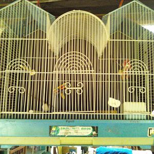 CAGE
Triple Roof Parakeet Cage by Prevue, The cage includes: Pull-out bottom drawer for easy cleaning, Bottom grille, 4 perches, 2 plastic hooded cups
Dimensions: 26" L x 14" D x 22 Â½" wire spacing. Used fairly gently.. 
 $15 or BEST OFFER