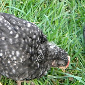 This is "Free Free", my youngest son's chick.