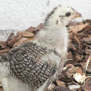 Lucy - A very healthy and spunky girl ! She is a Black Laced Wyandotte mix of some sort.