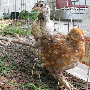 Lucy and Zoey - buddies for life ! Zoey is a Blue Laced Red Wyandotte, she is a sweetheart and loves to be held.