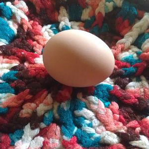 Aretha's Egg