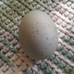 Theodora's Egg